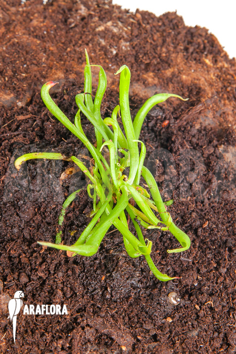 Darlingtonia californica &lsquo;Starter&rsquo;