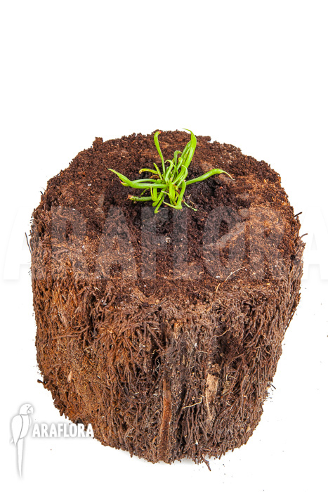 Darlingtonia californica &lsquo;Starter&rsquo;