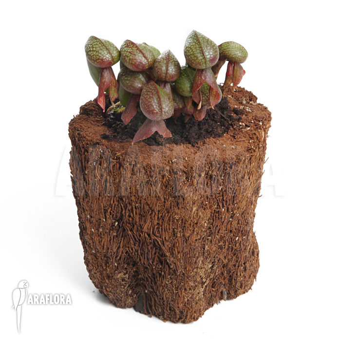 Darlingtonia californica &lsquo;XL&rsquo;