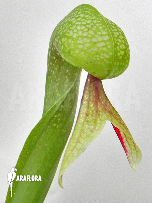 Darlingtonia californica &lsquo;XL&rsquo;