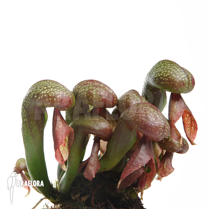 Darlingtonia californica &lsquo;XL&rsquo;