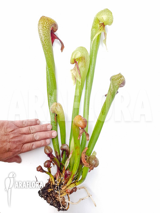 Darlingtonia californica &lsquo;XXL&rsquo;