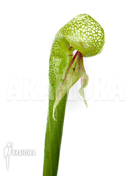 Darlingtonia californica &lsquo;XXL&rsquo;