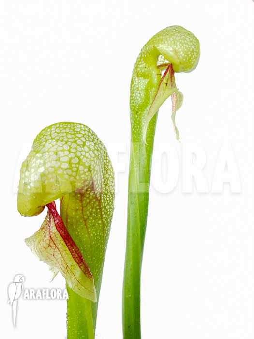 Darlingtonia californica &lsquo;XXL&rsquo;