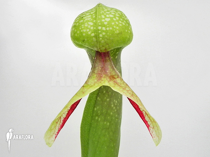 Darlingtonia californica &lsquo;XXL&rsquo;