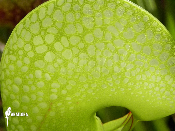 Darlingtonia californica &lsquo;XXL&rsquo;