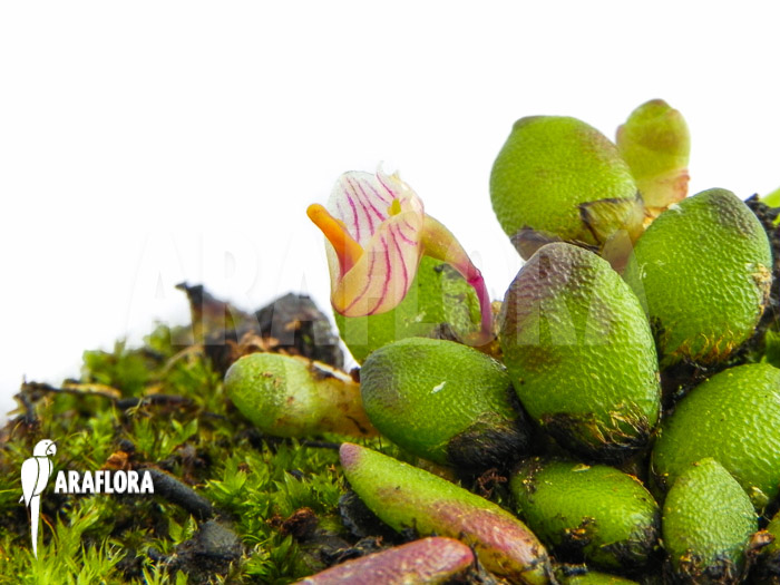 Davejonesia lichenastra syn Dendrobium lichenastrum