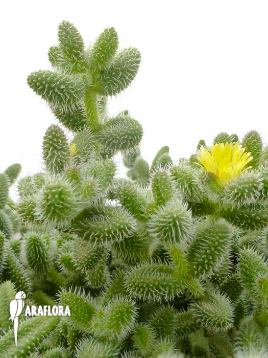 Delosperma echinata