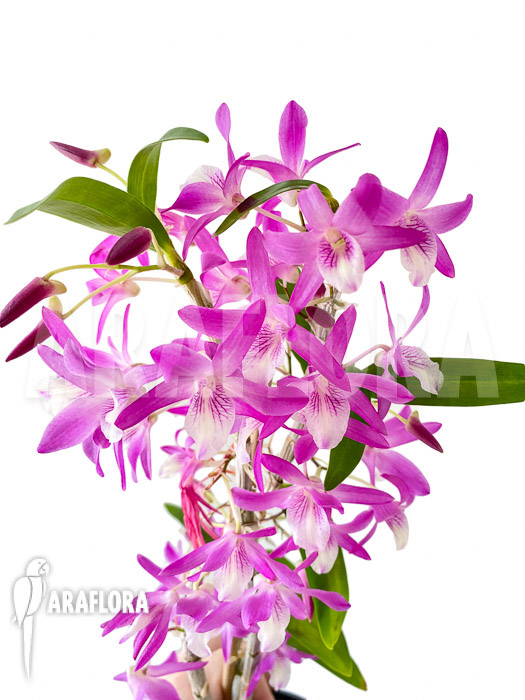 Dendrobium Rainbow Dance (Karenai X unicum)