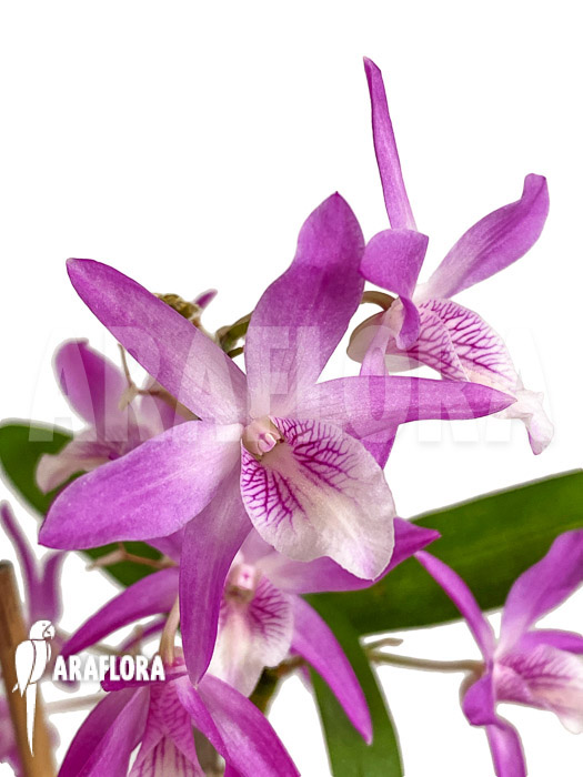 Dendrobium Rainbow Dance (Karenai X unicum)