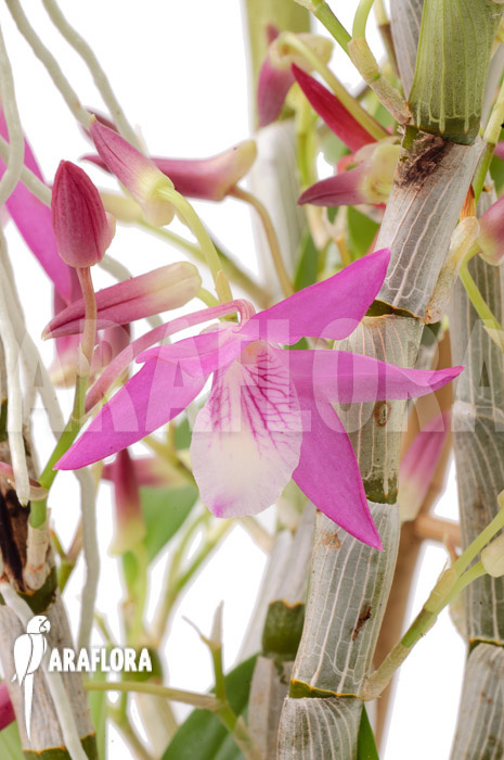 Dendrobium Rainbow Dance (Karenai X unicum)