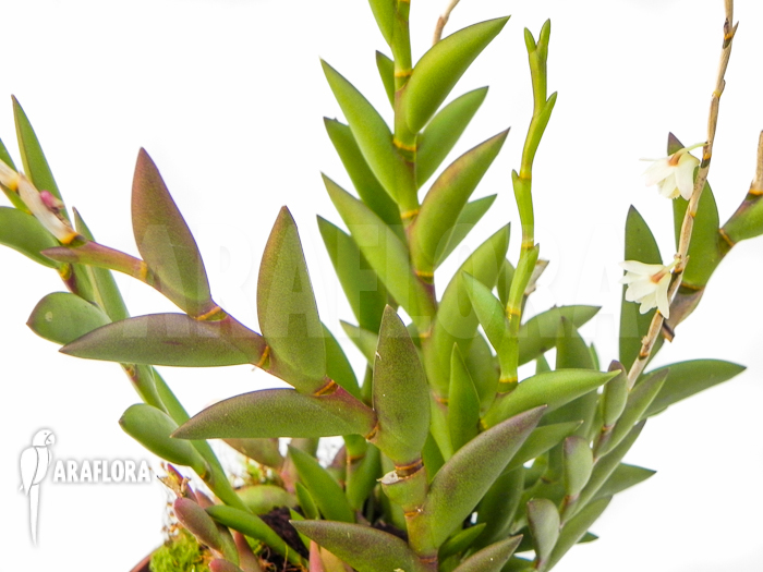 Dendrobium acinaciforme