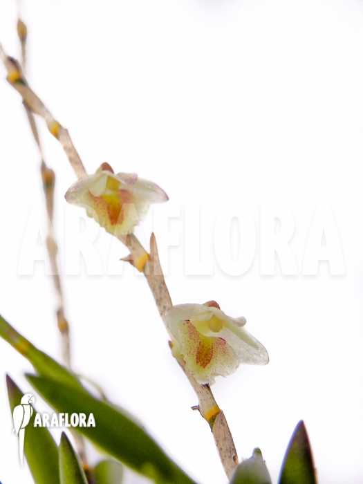 Dendrobium acinaciforme