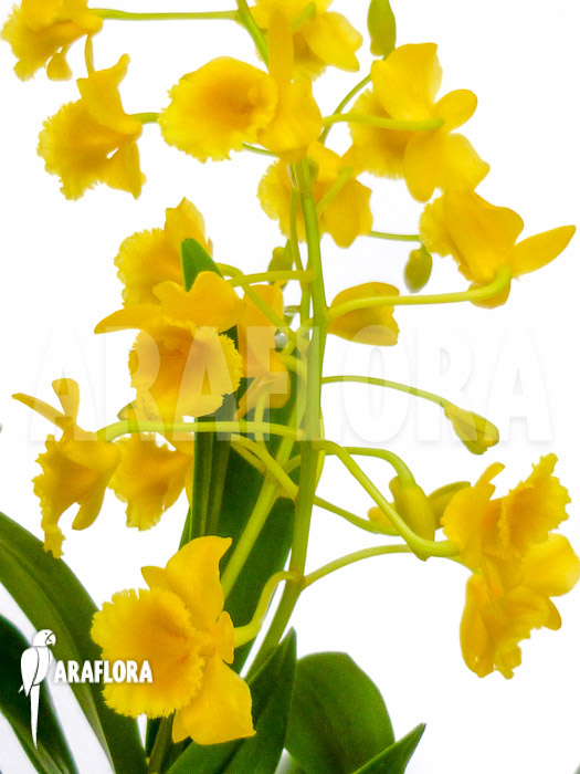 Dendrobium chrysotoxum