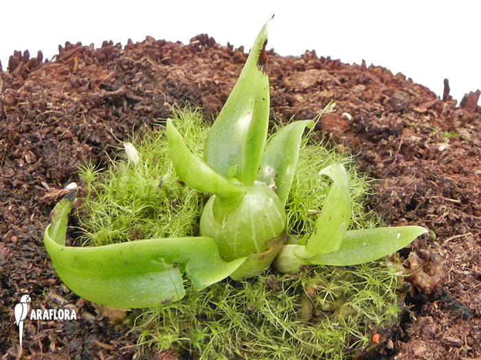 Dendrobium delacourii