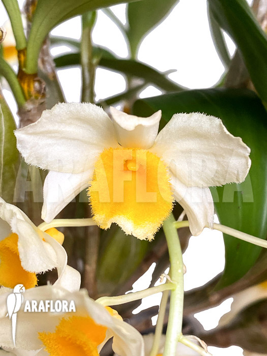 Dendrobium griffithianum x farmeri