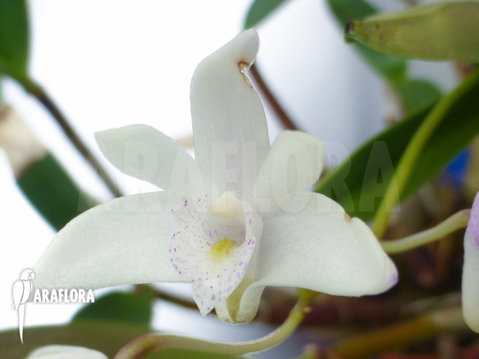Dendrobium kingianum White