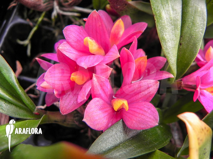 Dendrobium laevifolium