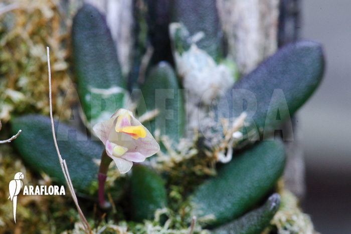 Dendrobium lichenastrum