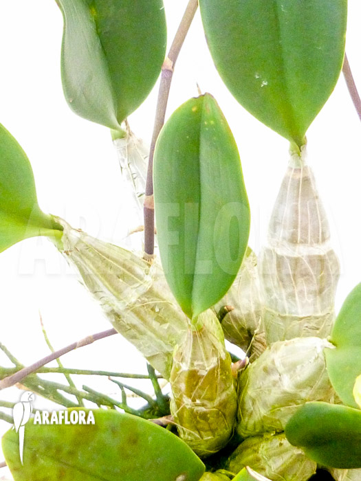 Dendrobium lindleyi &lsquo;Aggregatum&rsquo;