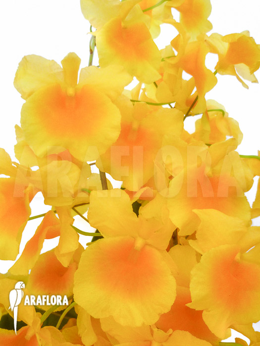 Dendrobium lindleyi &lsquo;Aggregatum&rsquo;