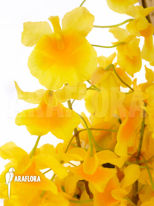 Dendrobium lindleyi &lsquo;Aggregatum&rsquo;