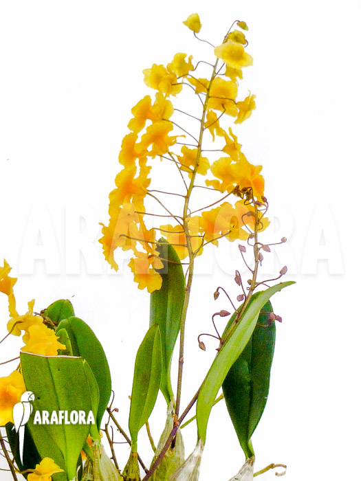 Dendrobium lindleyi &lsquo;Aggregatum&rsquo;