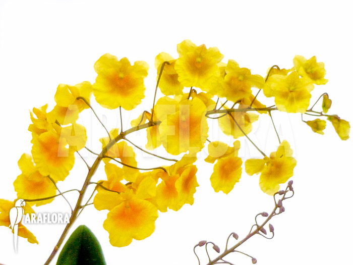 Dendrobium lindleyi &lsquo;Aggregatum&rsquo;