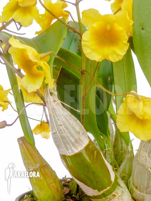 Dendrobium lindleyi &lsquo;Aggregatum&rsquo;