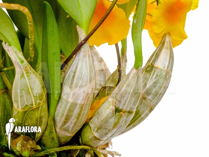 Dendrobium lindleyi &lsquo;Aggregatum&rsquo;