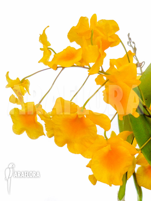 Dendrobium lindleyi &lsquo;Aggregatum&rsquo;