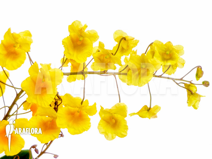 Dendrobium lindleyi &lsquo;Aggregatum&rsquo;