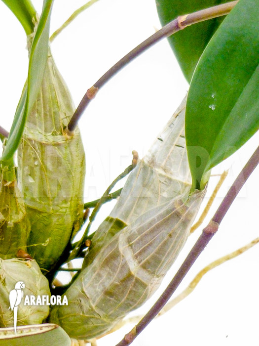 Dendrobium lindleyi &lsquo;Aggregatum&rsquo;