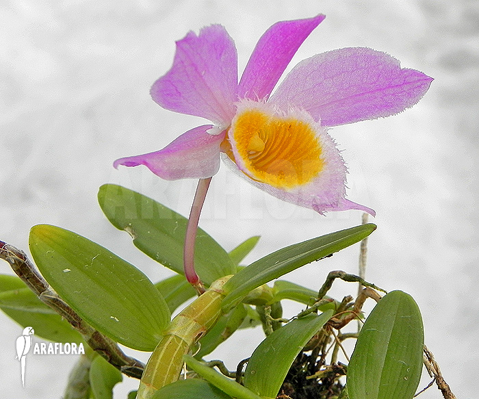 Dendrobium loddigesii