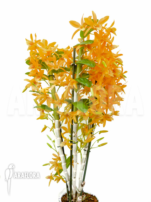 Dendrobium x Nobile Orange