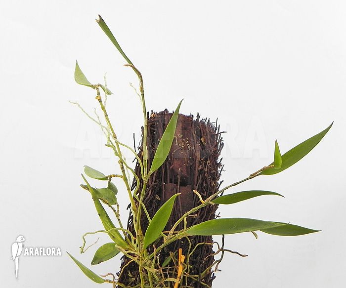 Dendrobium pugioniforme