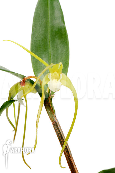 Dendrobium tetragonum var. Gigantum x tetragonum var. Alba
