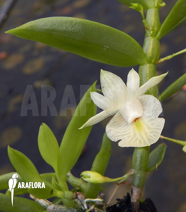 Dendrobium trinervium