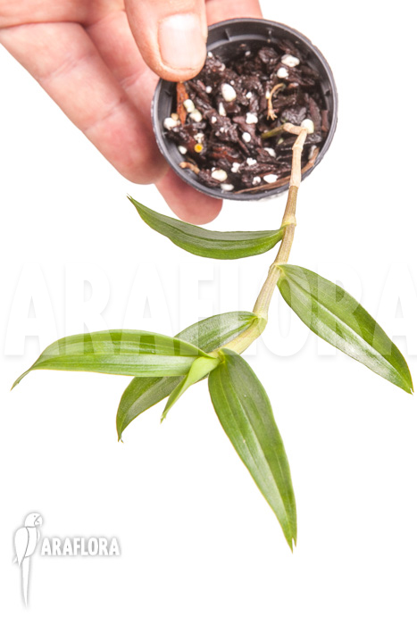 Dendrobium victoriae-reginae Starter