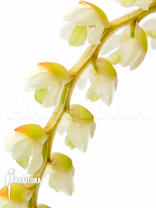 Dendrochilum cobbianum flower