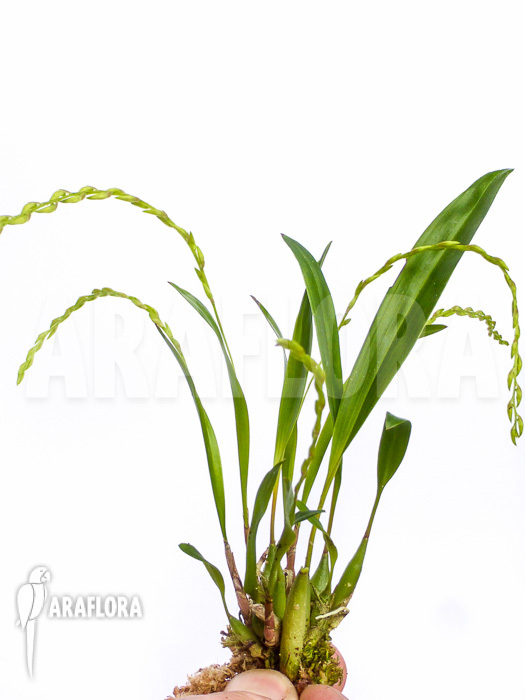 Dendrochilum compactum