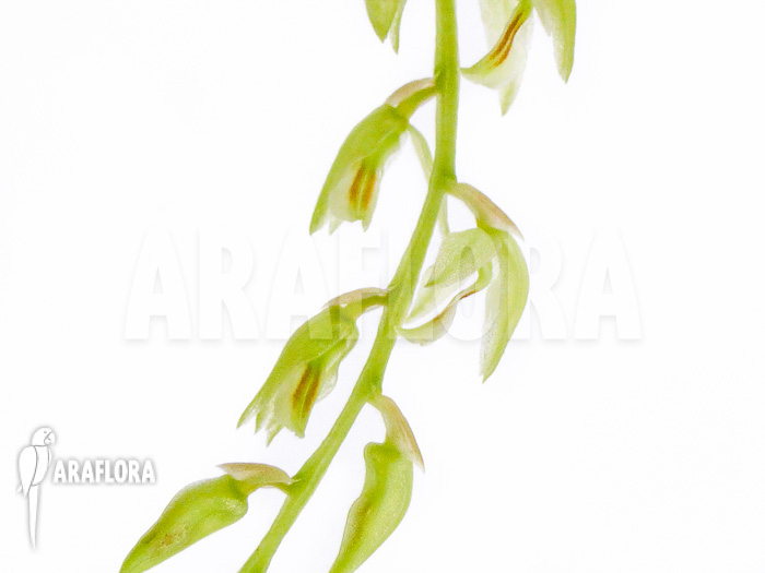 Dendrochilum compactum flower