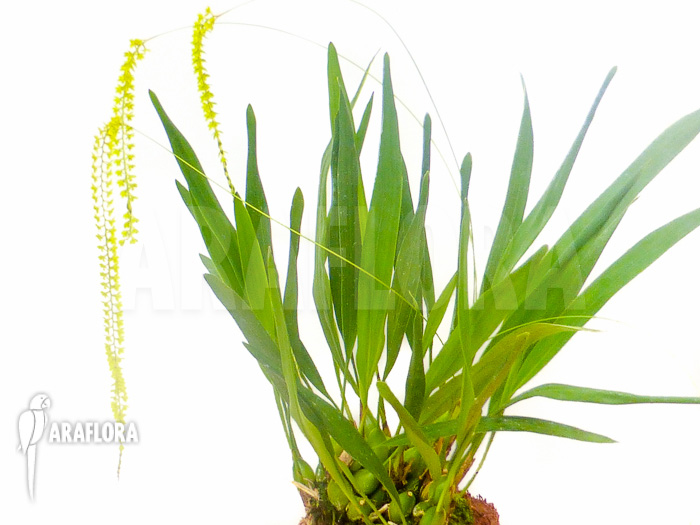 Dendrochilum filiforme