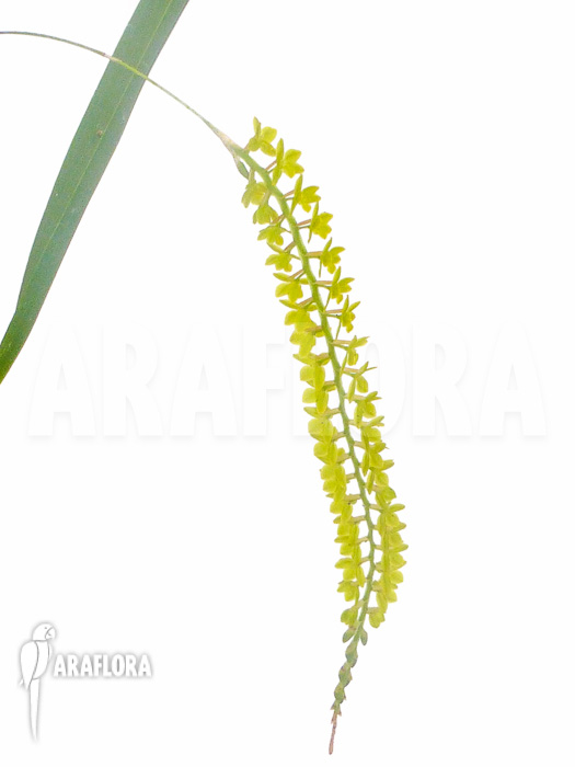 Dendrochilum filiforme Starter