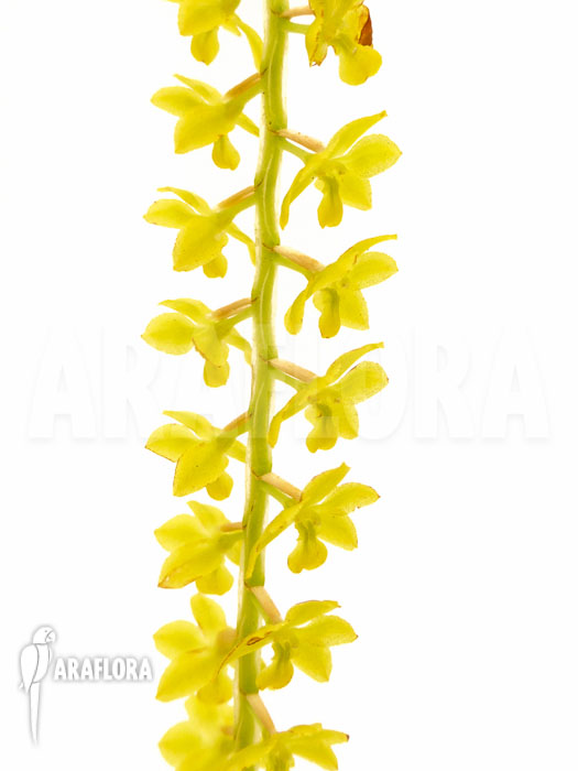 Dendrochilum filiforme flower