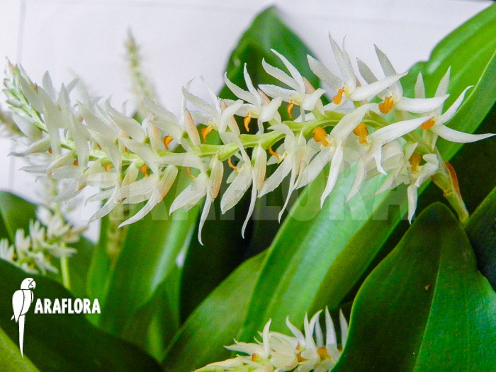 Dendrochilum glumaceum flower