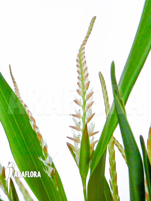 Dendrochilum glumaceum flower