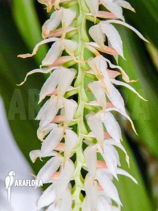 Dendrochilum glumaceum
