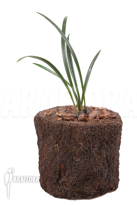 Dendrochilum javieri &lsquo;Yellow&rsquo; &lsquo;Starter&rsquo;