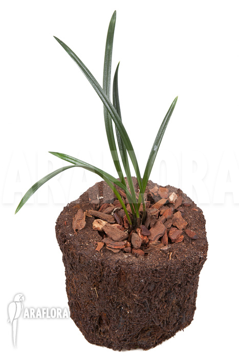 Dendrochilum javieri &lsquo;Yellow&rsquo; &lsquo;Starter&rsquo;